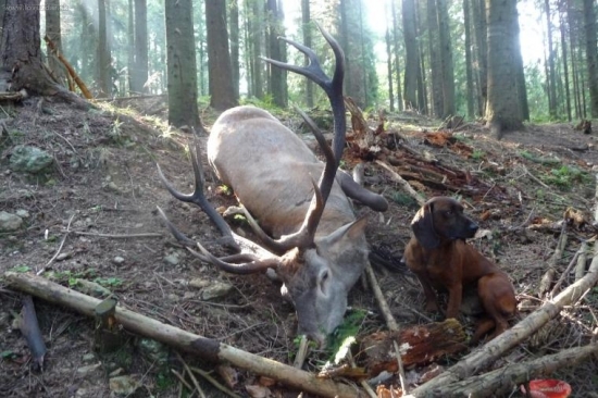 Skús mi ho zobrať- toho som dohľadal ja- Gero Les. lúka