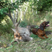 Veľmi pekná práca -Gero Les. lúka