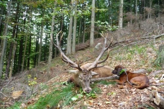 Ďalšia super- 7,5 km práca Gero Les. lúka