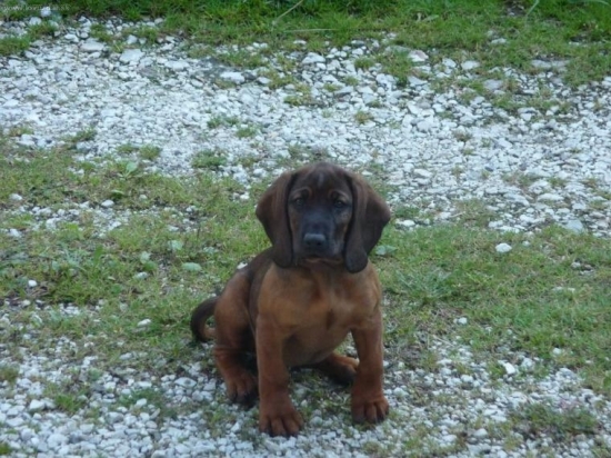 Nový člen rodiny- Vessa spod Glatzu- otec Gero Les. lúka