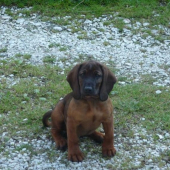 Nový člen rodiny- Vessa spod Glatzu- otec Gero Les. lúka