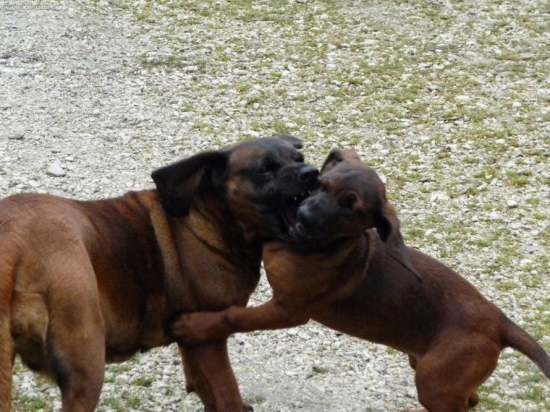 Asi jej idem na nervy- Vessa