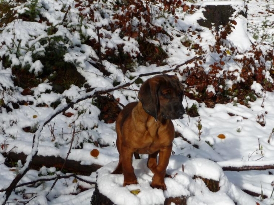 Na prechádzke Vessa spod Glatzu - 4 mes.