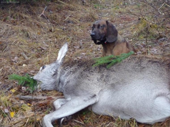 Tá je moja- Gero Les. lúka