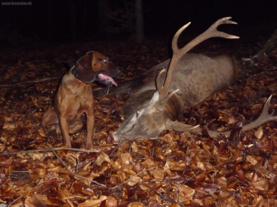 Dohľadávka do noci- Gero Les. lúka