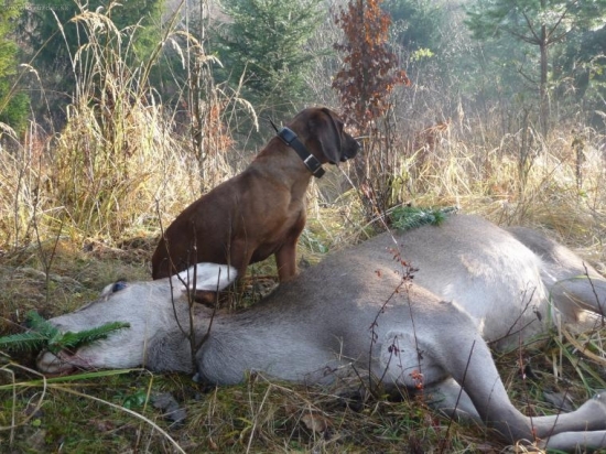 Keď pes vie čo má hľadať je to radosť- Gero Les. lúka