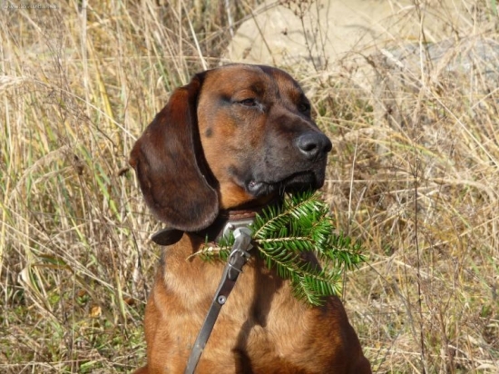 Keby som vedel rozprávať, to by ste videli- Gero Les. lúka