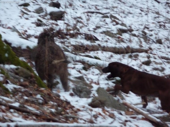 Stavanie poraneného diviaka vlkmi Gerom Les. lúka