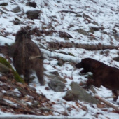 Stavanie poraneného diviaka vlkmi Gerom Les. lúka