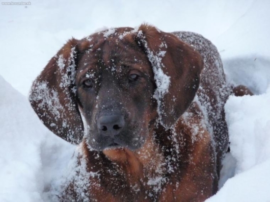 Malý hanover, veľký sneh.