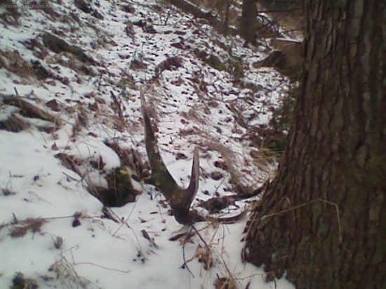 2 roky zabudnutý nekonečným množstvom parohárov Hnil. doliny