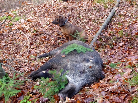 Gero Lesnicka lúka - 22 úspešná dohľ. tejto sez.