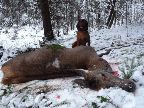 Veľmi pekná 6.5 km práca- Gero Lesnicka luka