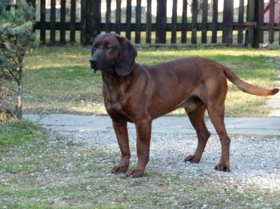 Môj Gero Lesnícka lúka