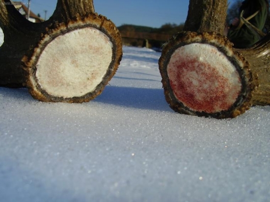Pečate páru 25,5 cm