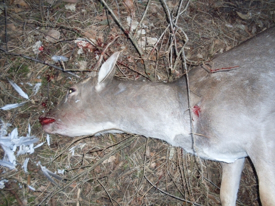 ...práca pytliaka :-(