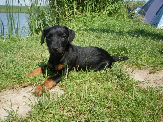 Dorka z Tomovej hory