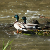 ...dvaja fešáci :-)