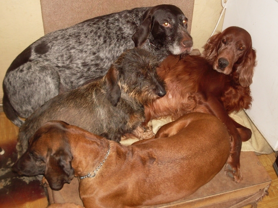 ...dobrých psíkov sa všade veľa zmestí...aj na starú fotelu :-D