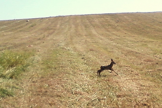 pri kosení a bez mamy...