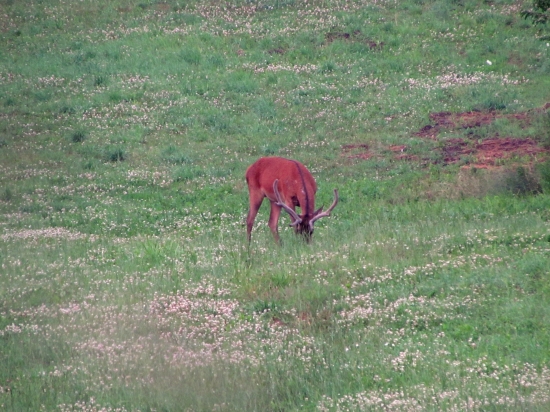 šestorák ešte v lyku