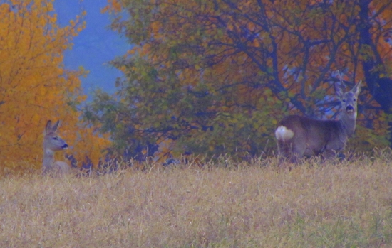 jednorohý s priateľkou
