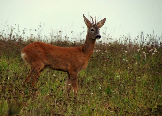 srnec 1. vt., fotka 2