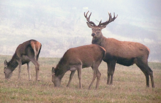 vysoká v obore (na farme)