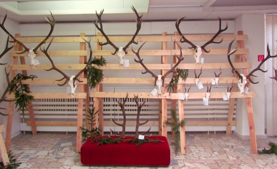 najsilnejsie trofeje chov. vystavy - Vranov n/T