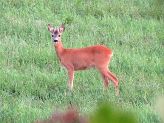 výradový srnec 1. vt