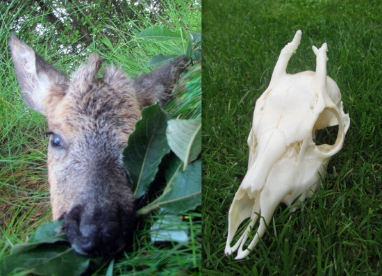 tohtoročny srnček 1 vt.