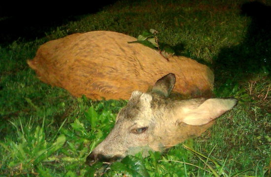 plnenie plánu lovu srncov finišuje