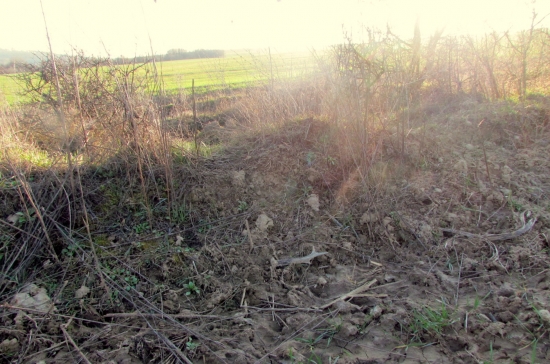 hľadáš zhod z jeleňa a nájdeš zo srnca...no aj ten poteší