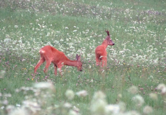 srnčia ruja v plnom prúde