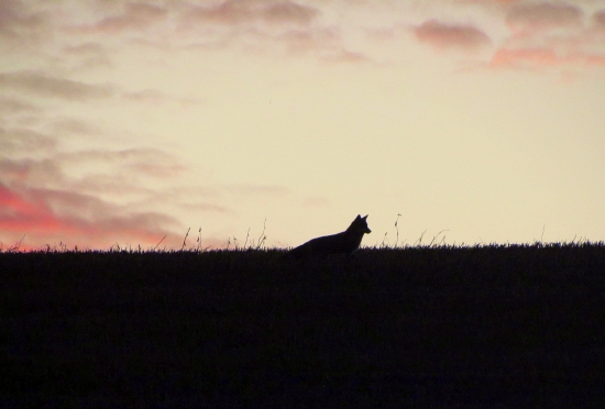 na horizonte po západe slnka