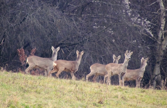 vyrušené na spoločnej