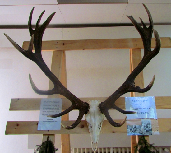 Najsilnejší jeleň ulovený v okrese Vranov n/T - nádherná trofej