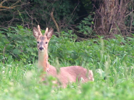 ročný srnček v lyku