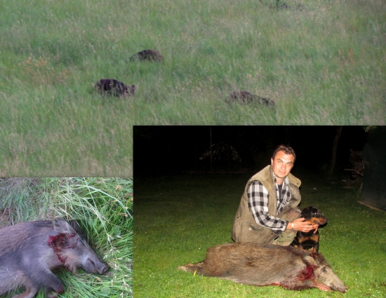 diviačia sezóna zahájená