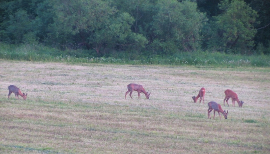 nová generácia v revíri