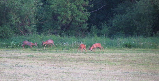 semifinálový súboj...
