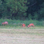 semifinálový súboj...