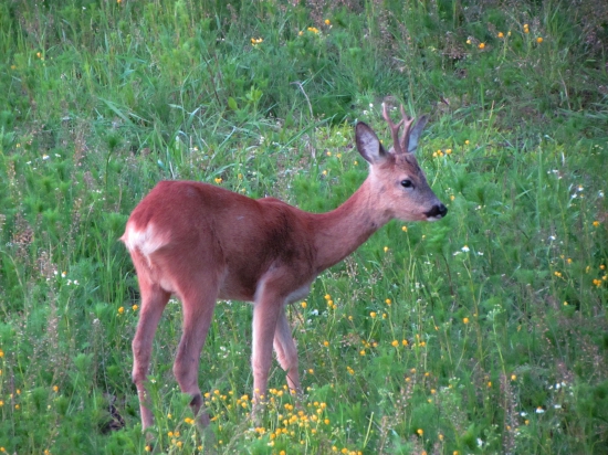 ročný dobre založený - chovný srnček