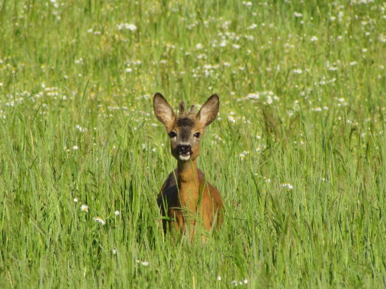 ročný a výradový