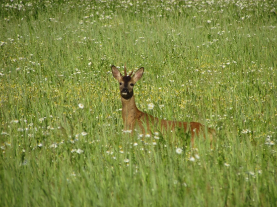 daľší mládenec zapózoval