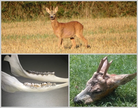 na záver srnčej ruje 2016