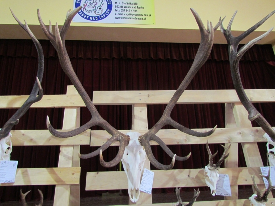 CHP Vranov n/T - najlepšia trofej jeleňa za rok 2016