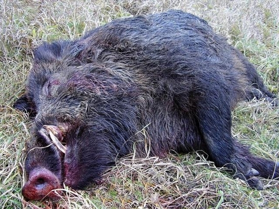 parádny samotár - spomienka na minulý rok