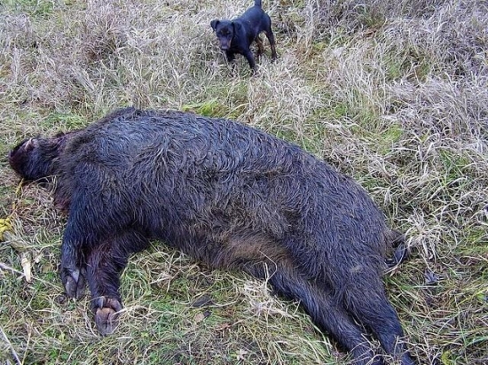 jediný úlovok na spoločnej