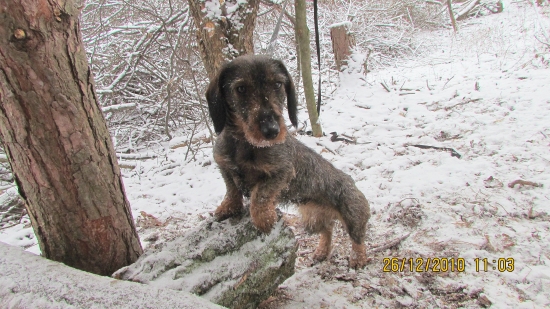 Moja nová sučka - Cindy Vlčí vrch